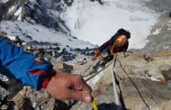 Relato de la ascensión al Cervino -Matterhorn (4.478 mts.) por la arista Lion
